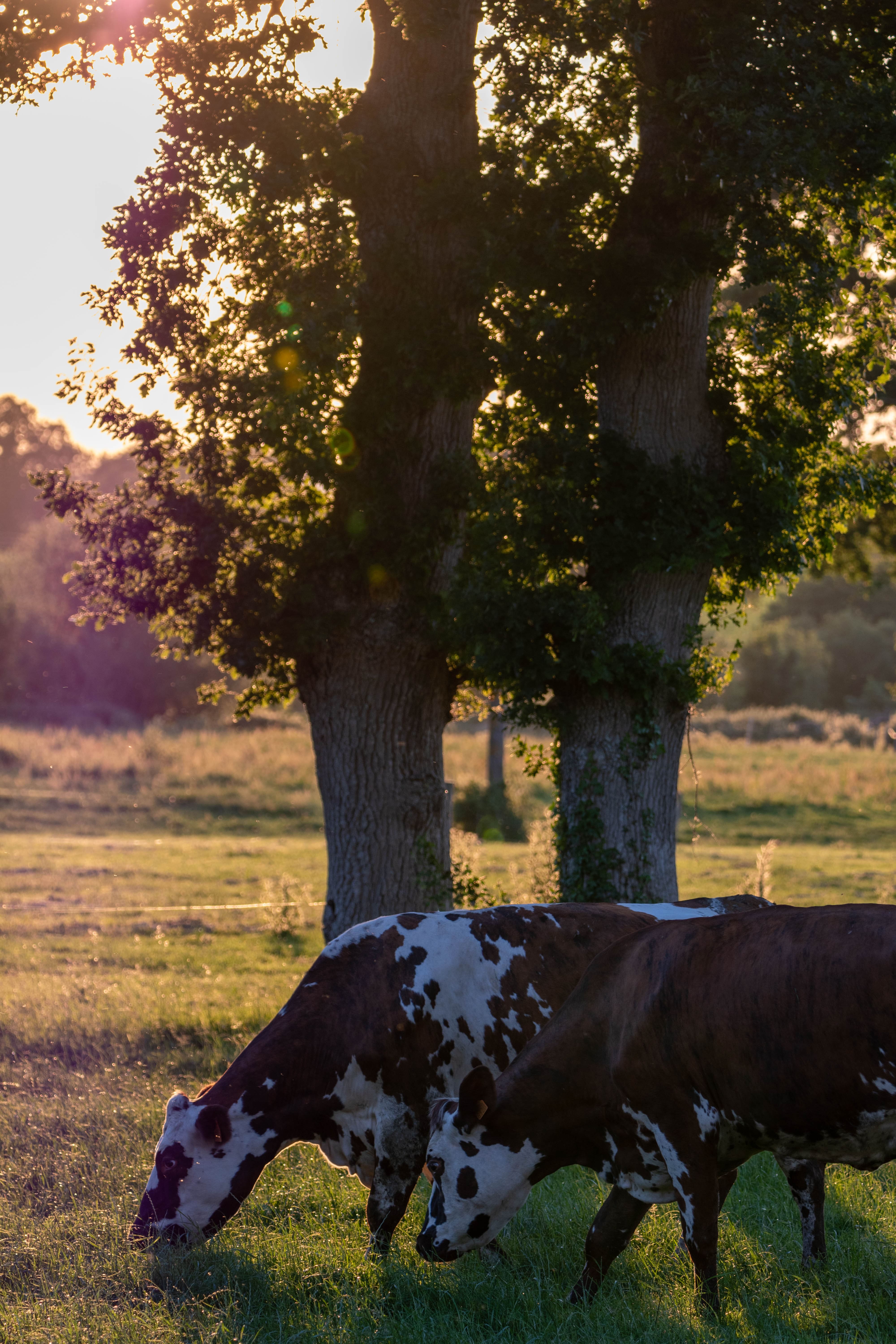Photo de vache 4
